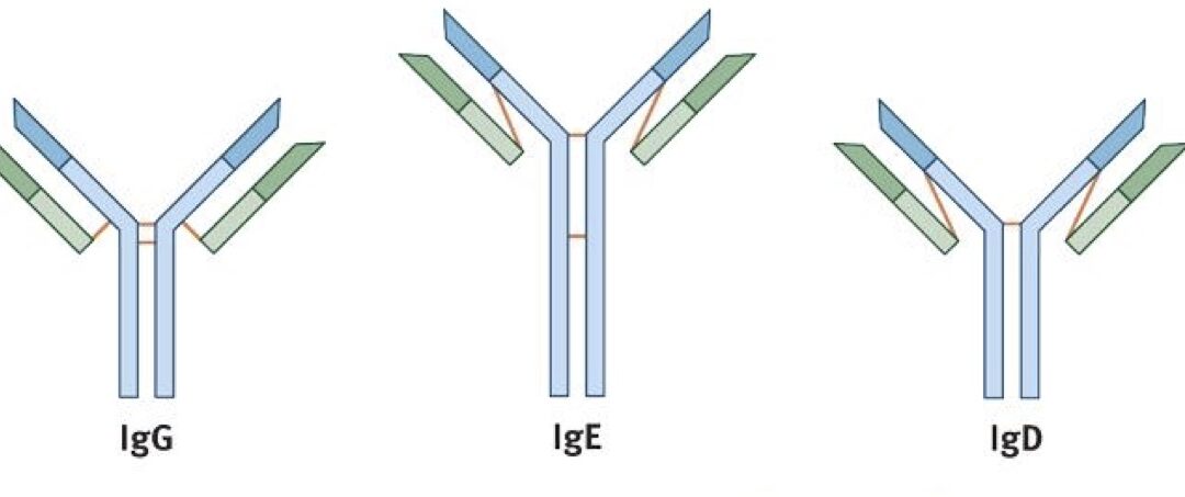 Les classes d’anticorps